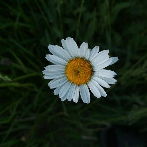 God's flower