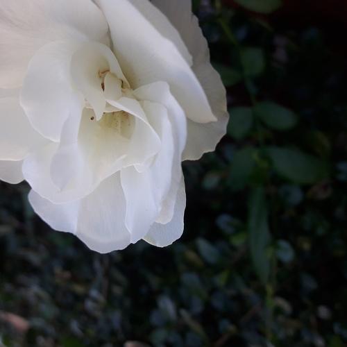 Beautiful Contrast
