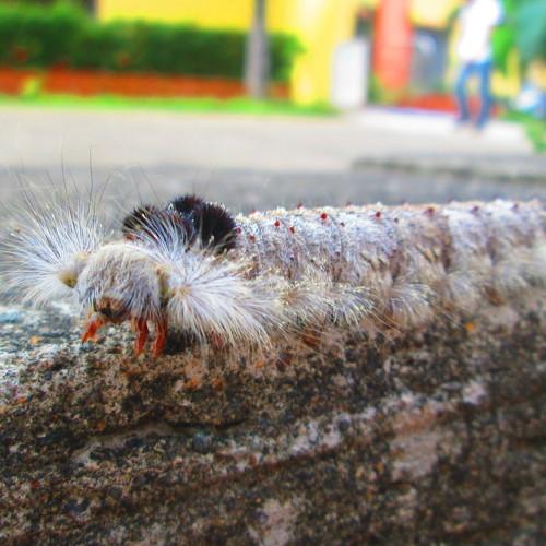 Caterpillar