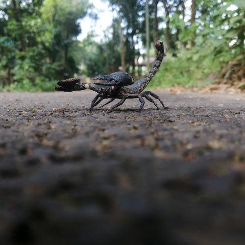 Scorpio is ready to sting