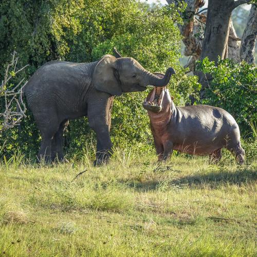 Elephant cuddling with the Hippo