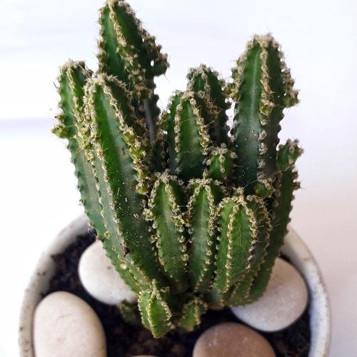 Photo #4104442