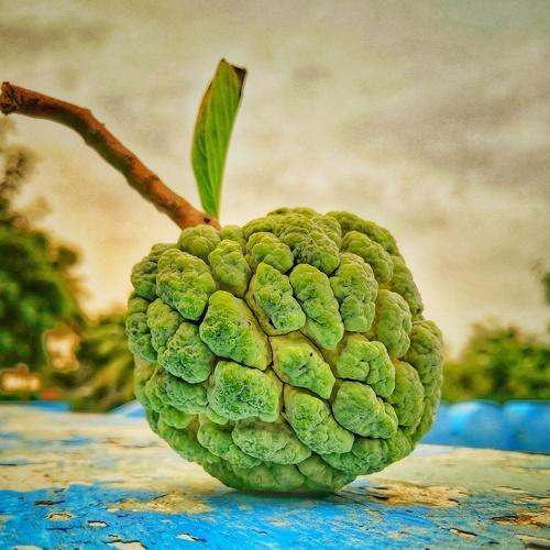 custard apple fruit