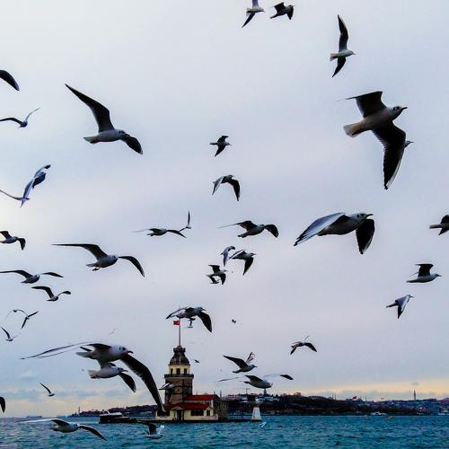 Photo #4106005