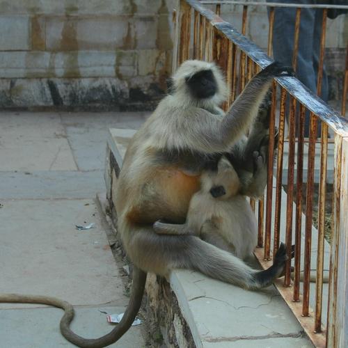 Photo #4106700