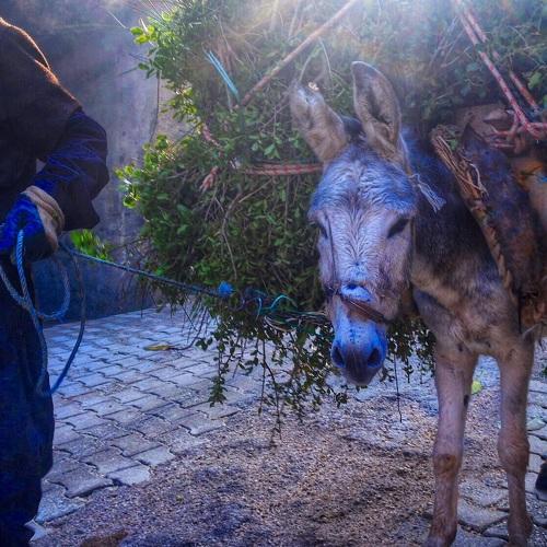 An old man and his burro