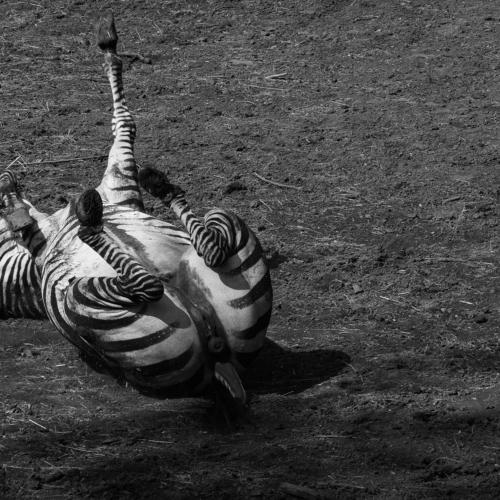 Playing Zebra!