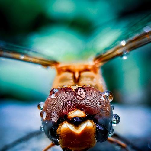 Photo #4108168