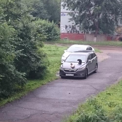 Photo #4109277