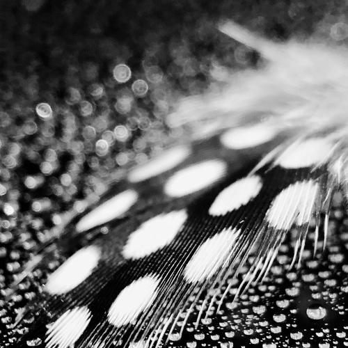 Photo #4110278