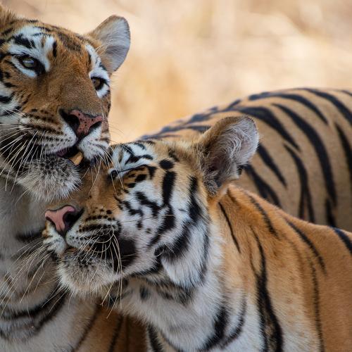 Tigers from India