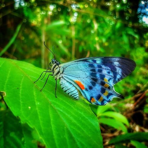 Butterfly