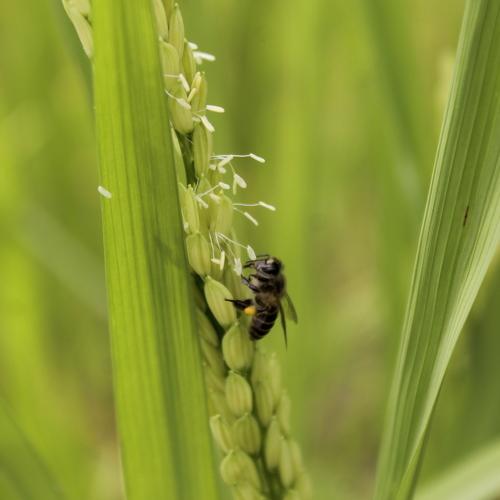 Bees