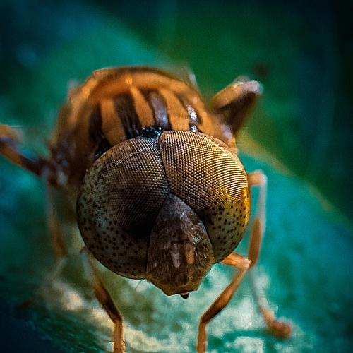 Photo #4112620