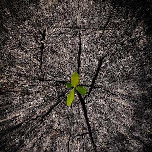 Photo #4113419