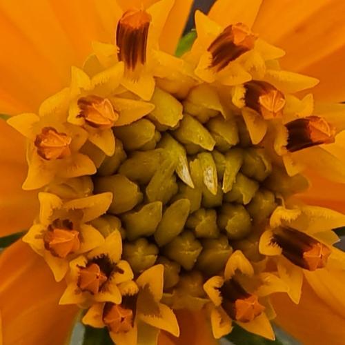 Tagetes lucida