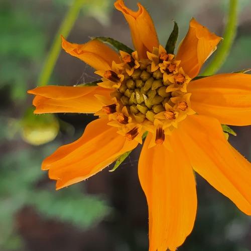 Tagetes lucida