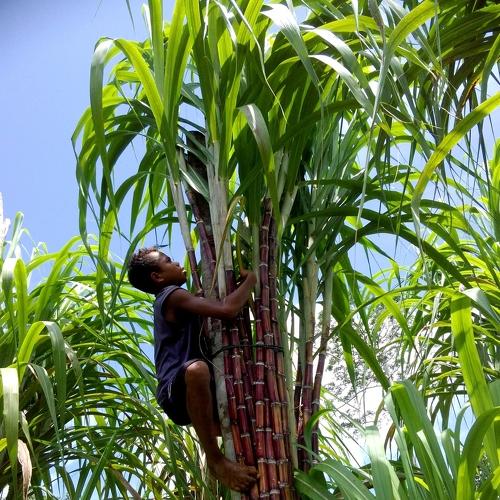 Tying Sugarcane