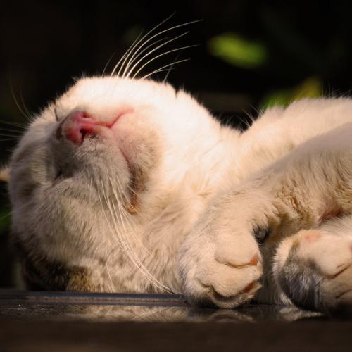 Photo #4117347