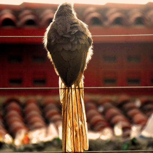 Photo #4117354