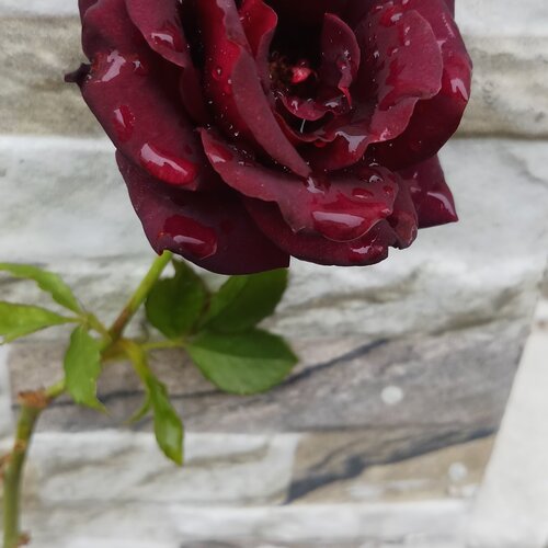 Photo #4118277
