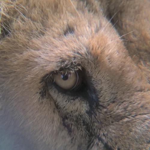 La mirada de un Rey