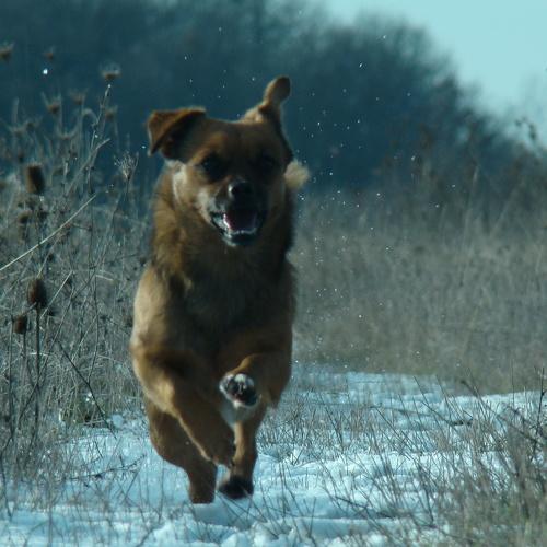 My dog