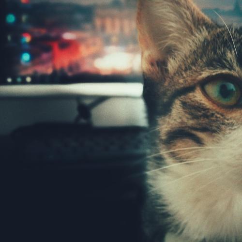 Photo #4121858