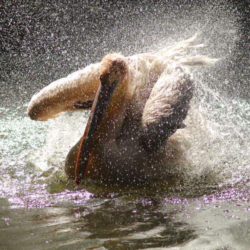 Photo #4123133