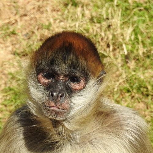 Photo #4124021