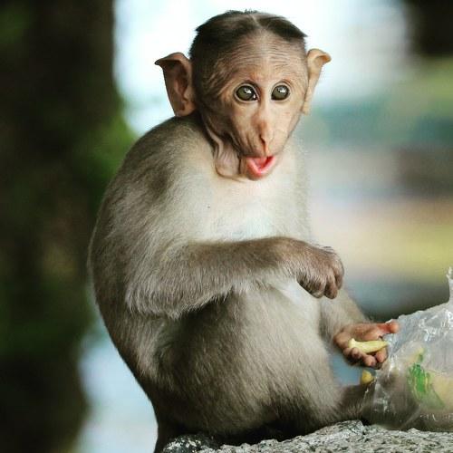 Photo #4125207