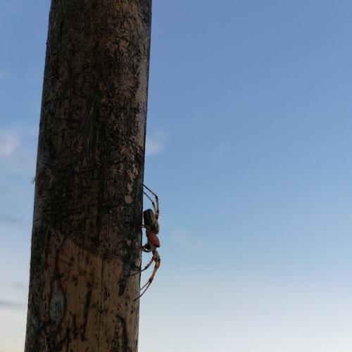 Photo #4126428