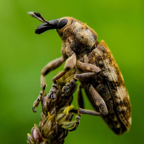 Weevil beetle