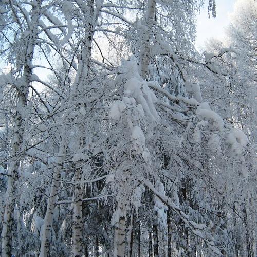 Photo #4126895