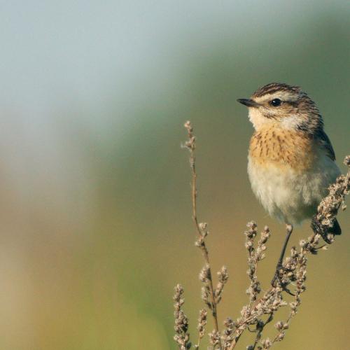 Photo #4127143