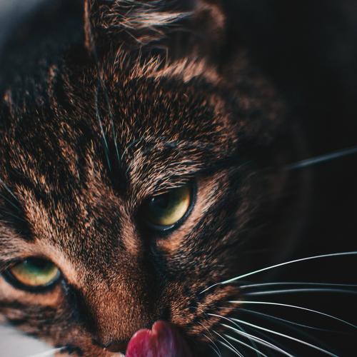 Photo #4127476