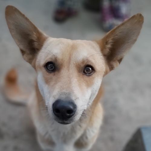 Photogenic doggy