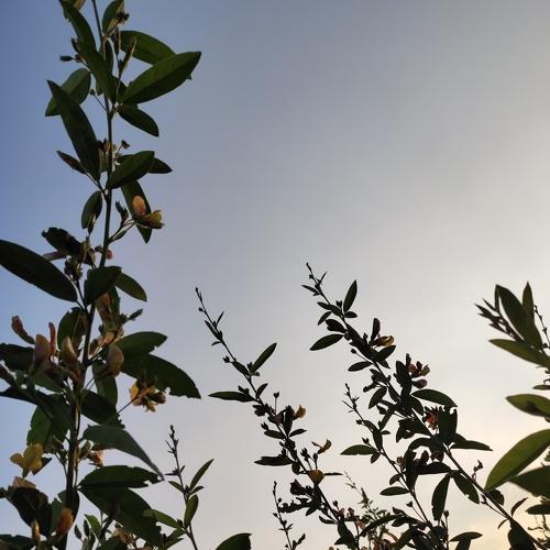 Nature on sunset