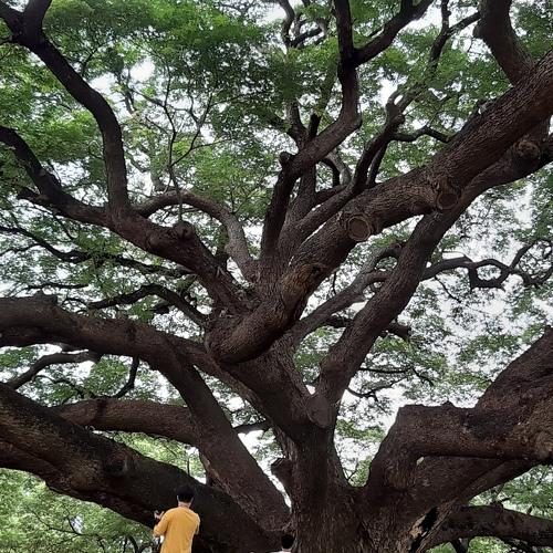 A tree of fortune
