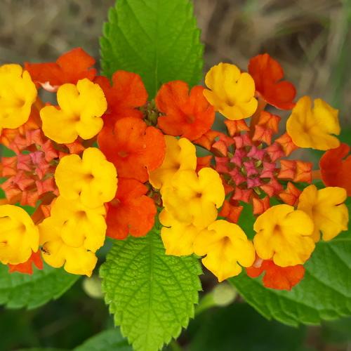 Different color petals in a flower with insect