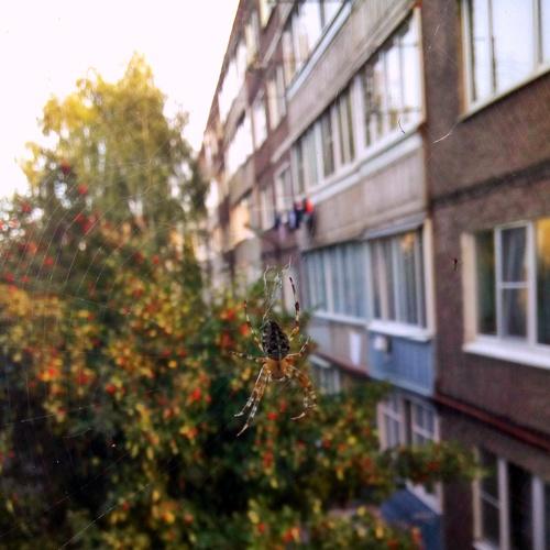 Photo #4136869
