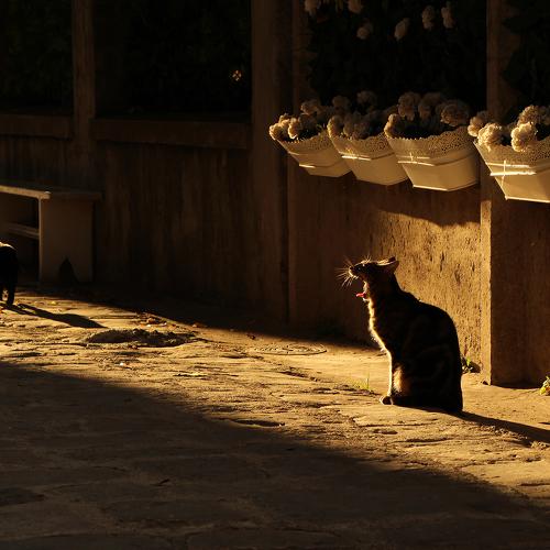 Photo #4137888