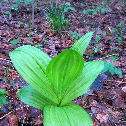 Photo #4138671