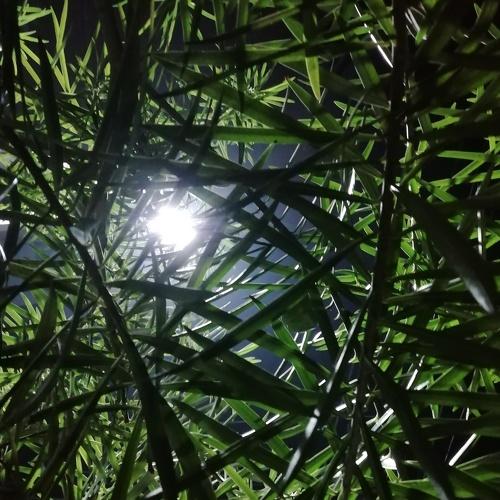 Photo #4139751