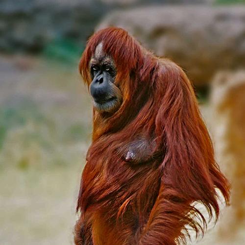 Photo #4140372