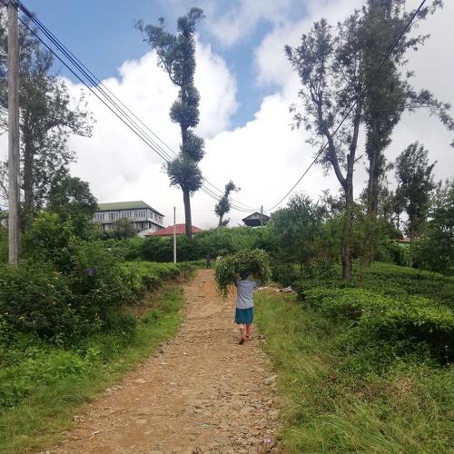 Daily life in the village
