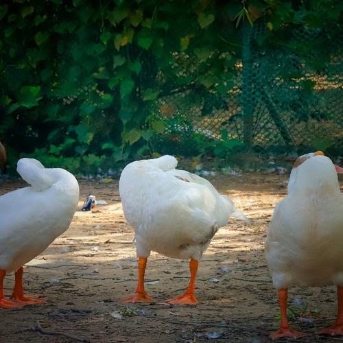Photo #4140507