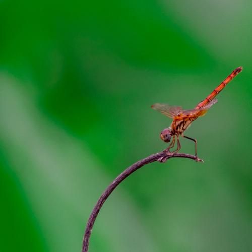 Standing Dragonfly