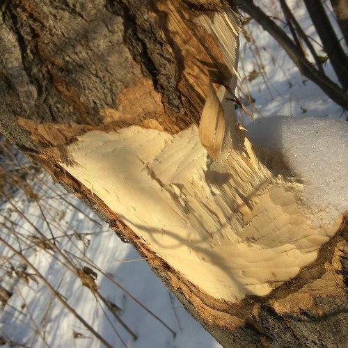 Photo #4141038