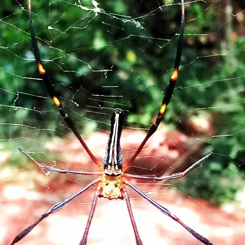 The Nature Creations